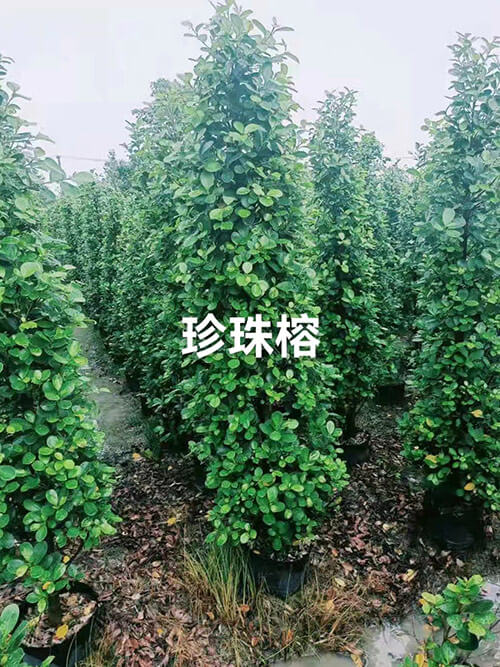 珍珠榕