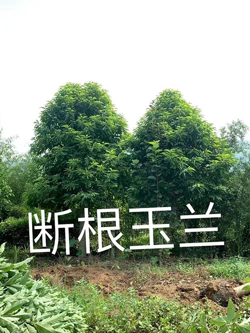 斷根玉蘭