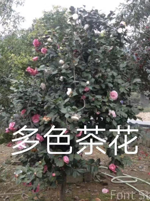 多色茶花