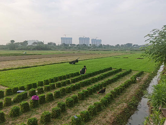 大葉油草18